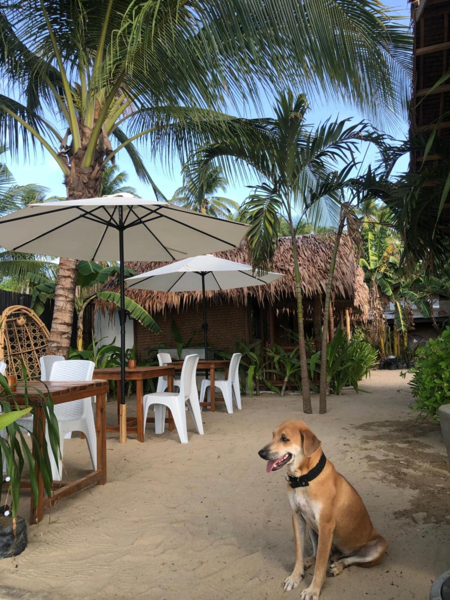 Zhaya'S Beach & Cottages 爱妮岛 外观 照片